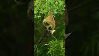 babui pakhir basha |baya weaver making  nest | #shorts #viral #shortsfeed #youtubeshorts