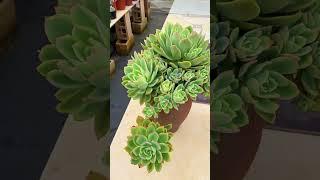 Echeveria Golden Glow Cluster 金辉 #echeveria #echeveriagoldenglow | SUCCULENTZONE.COM