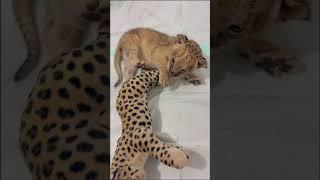 WOW!!! so adorable lion cub  #lioncub  #lion #kitten #foryou #cute #kitty #adorable