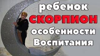 Ребенок Скорпион. особенности Воспитания . "Маленький Бунтарь"