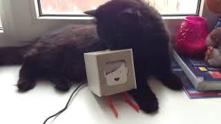 LITTLE PRINTER - Printarzan