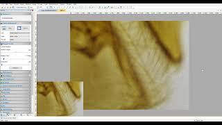 ImageView Microscope Camera Software: Live EDF