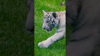 Tiny Paws, Mighty Roar!  Baby White Tiger's Adorable Walk #whitetiger   #wildlife #nature