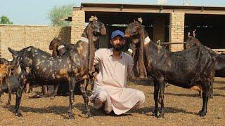 World Champion  Kamori Goat Breed Narejo Goat Farm 2021| Documentary