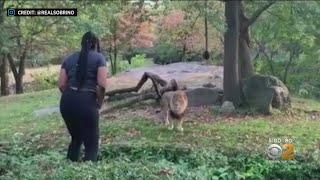 Woman Caught On Camera In Bronx Zoo Lion Exhibit