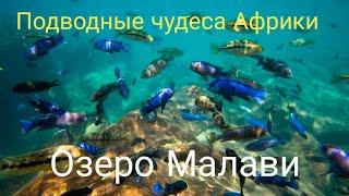 Подводные чудеса Африки. Озеро Малави.