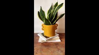 Try This Simple Pottery Trick to Create A Textured Plant Pot 🪴