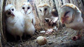 Barn Owls Exhausted By Late 2nd Brood | Gylfie & Dryer | Robert E Fuller