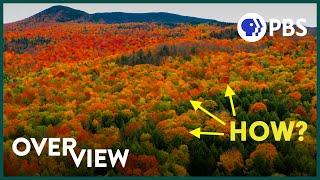 There's One Thing About Fall Colors Scientists Can't Explain