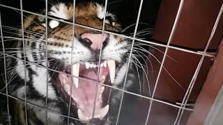 Best tiger roar ever !