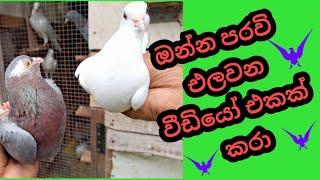 පරවි කූඩෙම එලවනවා  #පරවි  #ශ්‍රීලංකාපරවි #paravi #pigeon  #paravi #highflyingpigeons  #bird #pet