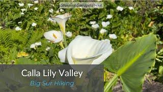 Calla Lily Valley - Garrapata Hiking | Heinrich Brooksher Real Estate Group