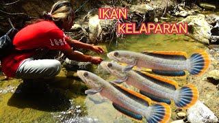 Ini yg saya dapat!! ketika mancing di sungai pegunungan,, Channa