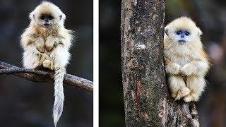 10 Most Beautiful Monkeys In The World