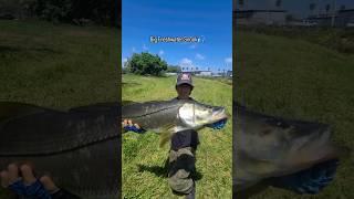 Big Freshwater Snook in Miami #Snook #fishing