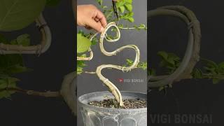 Simple Techniques for Shaping Trees
