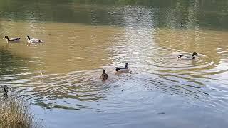 Pond life - an assortment of waterfowls with a pair of mandarin ducks sitting in a tree!