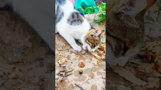Cat's Cravings: A Short and Sweet Meal #cat #dangerous #shorts #viralshort #trending