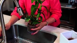 Orchid Care - 1-800-FLOWERS.COM