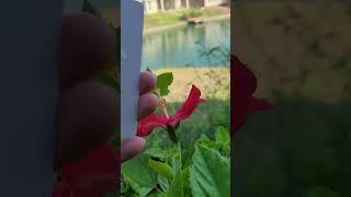 9/25/23. Morning devotion. #jesus #jesuslovesyou #ilovejesus #jesus #bible #shortvideo #shorts