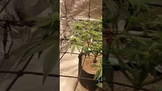 Defoliation mistake or masterpiece?