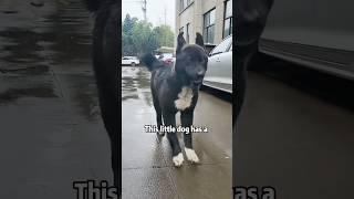 Puppy that walks like a rabbit #shortvideo #animals #rescue #cute #puppyvideos #dog