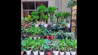 AGRI AQUA BD Narayanganj Outlet!! A Decorative & Exceptional Garden Center in Narayanganj City.