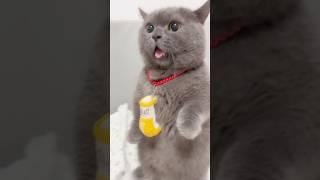 ️ #catshorts #cat #shortvideo #kitten #cute #kittenlove #cutecat #petshorts #pets #funnyvideo
