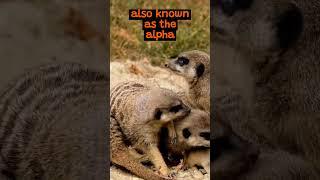 The Social Structure of Meerkats | The Wild Animal Facts