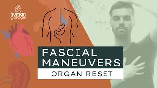 Organ Reset | Fascial Maneuvers: How to Recharge & Repair Organs🫀#SelfCare