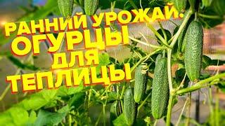 РАННИЕ. УРОЖАЙНЫЕ. ТОП ОГУРЦОВ ДЛЯ ТЕПЛИЦЫ