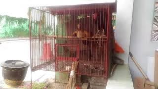 suara ayam betina