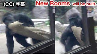 Info ⭐️New rooms for Momotaro family | Gorilla 