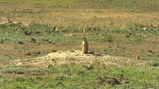 North Dakota prairie dog hunting, slo-mo kill shots  .17 hmr