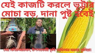 ভূট্টা বিঘায় ৪৫ মন ফলনের সেরা জাত ও সর্বাধুনিক চাষ কৌশল||maize cultivation||Corn||mega variety||4k