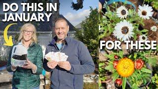 Winter Seed Sowing Flowers in January 