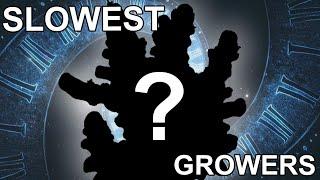 Top 5 Slowest Growing Corals in the Hobby – The Ultimate Patience Test!