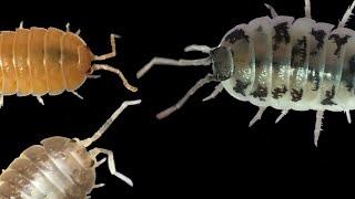 Porcellio laevis Isopod Care Guide