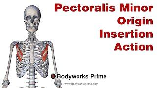 Pectoralis Minor Anatomy: Origin, Insertion & Action