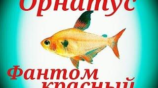 Аквариумные рыбки. Орнатус . Фантом красный.