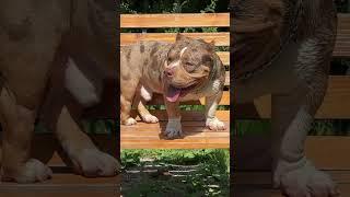 Micro bully #буллищенки #американскиебулли#собаки #красивые #щенки #americanbully #microbully