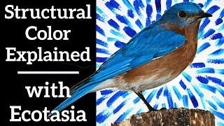 Structural Color Explained - with @Ecotasia ​