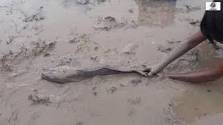 Amazing Underground Fishing By Hand! The Smart Boy Catching Monster Fish From Mud Water