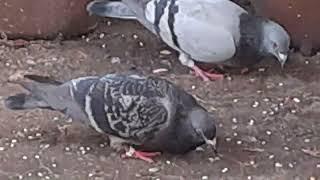 Miłe Spotkania Z Gołąbkiem, który był przywalony śmieciami #gołębie @ewak7702 #taube #pigeon