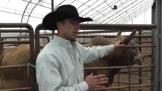 Bull Rider Coach - Animal Safety