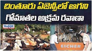 Livestock Smuggling Rampant | Chintur | Andhra Prabha News