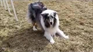 Meet Ali, MN Sheltie Rescue Foster Sheltie