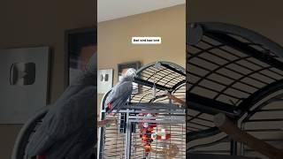 The baddest bird in the bestest way  #parrot #funnyparrot #talkingparrot
