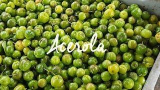 Production Process : The Green Organic Acerola Journey (English)