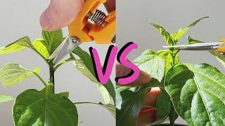 Topping vs Fimming - How to prune and shape plants